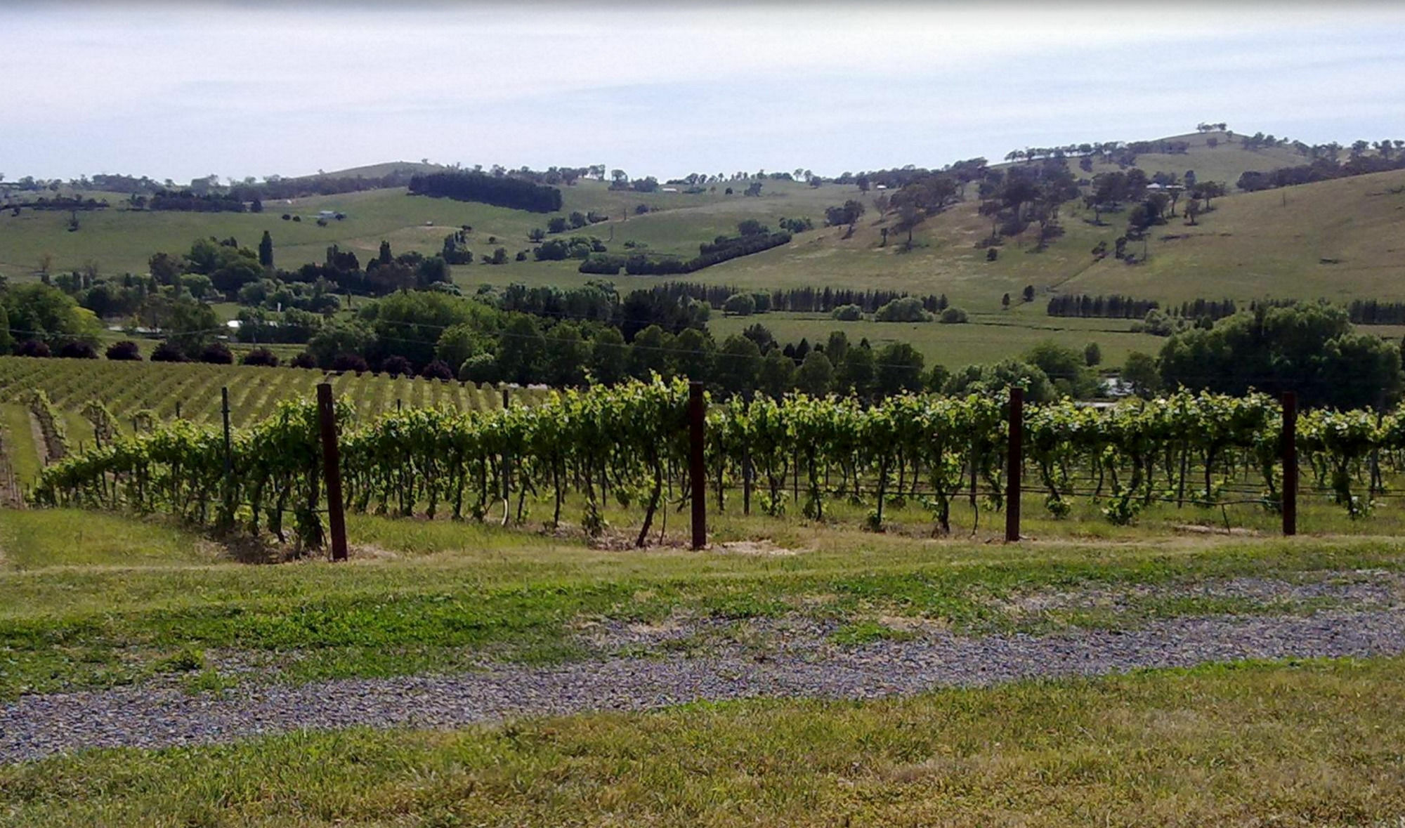 Turners Vineyard Motel Orange Exteriér fotografie